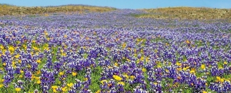 field of purple and yellow flowers