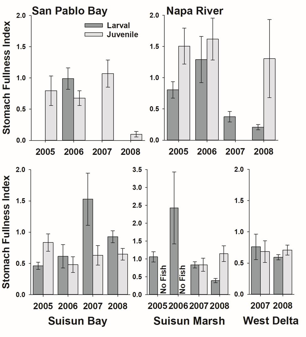 Stomach fullness index for larval (dark bars) and juvenile (light bars) Longfin Smelt by year for San Pablo (A), Napa River (B), Suisun Bay (C), Suisun Marsh (D), and the West Delta (E). A value of 2 is considered a full stomach. Note the different fullness scale for Suisun Marsh. Error Bars are standard error. 