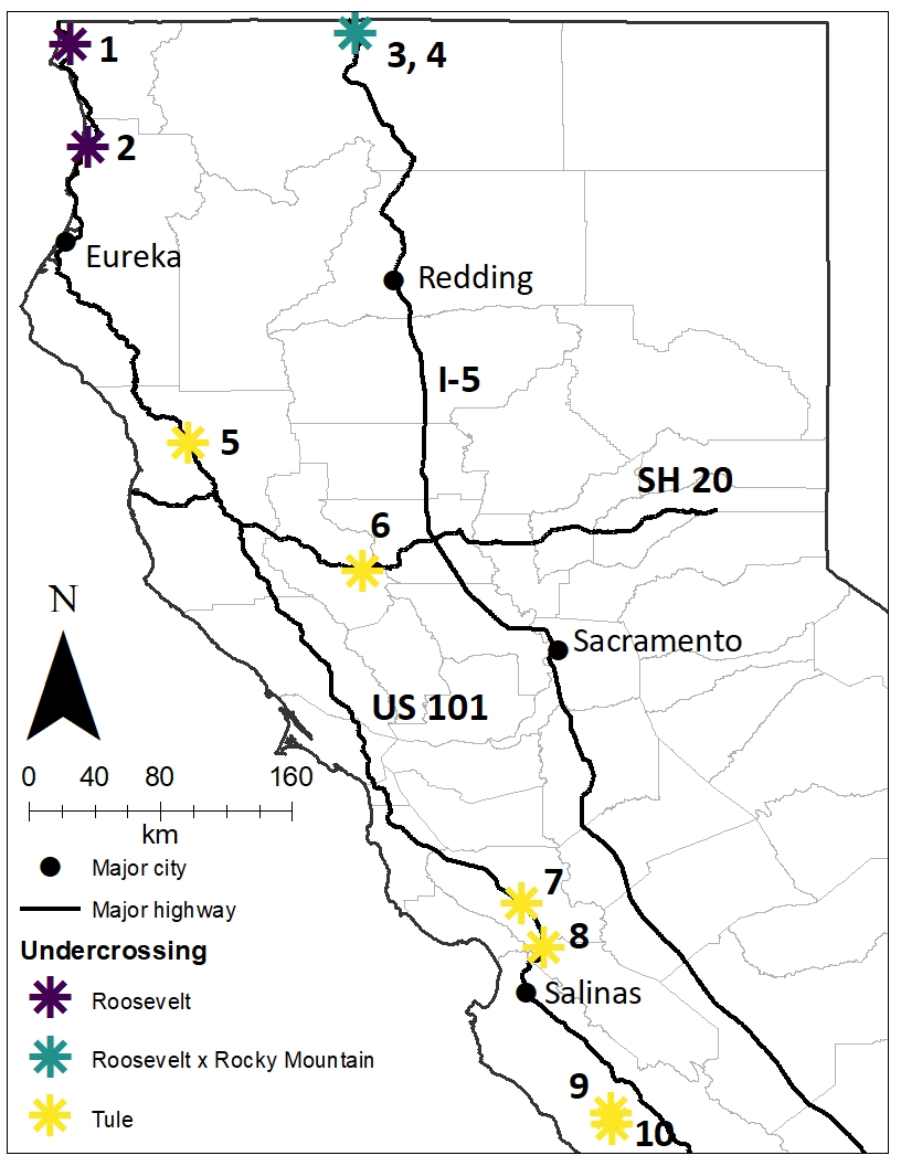 Undercrossing locations (*) color coded according to subspecies of the resident elk population(s) documented utilizing the structures in northern and central California. Major highways include U.S. Highway 101 (US 101), Interstate 5 (I-5), and State Highway 20 (SH 20). Undercrossing structures include 1) US 101 Smith River Overflow Bridge, 2) US 101 Prairie Creek, 3) I-5 Cottonwood Creek Southbound, 4) I-5 Cottonwood Creek Northbound, 5) County Road 429 Tenmile Creek, 6) SH 20 North Fork Cache Creek, 7) US 101 Coyote Creek, 8) US 101 Tar Creek, 9) County Route G14 Jolon Creek North, and 10) County Route G14 Jolon Creek South. County boundaries are represented in light grey. Note: genetic assignment testing of elk in Siskiyou County (undercrossing structures 3 and 4) suggested that populations were composed of both Roosevelt and Rocky Mountain elk and their hybrids (Meredith et al. 2007). Thus, we describe the elk population(s) here as Roosevelt x Rocky Mountain elk.