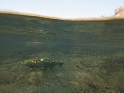 San Joaquin River Largemouths Offer Solid Action