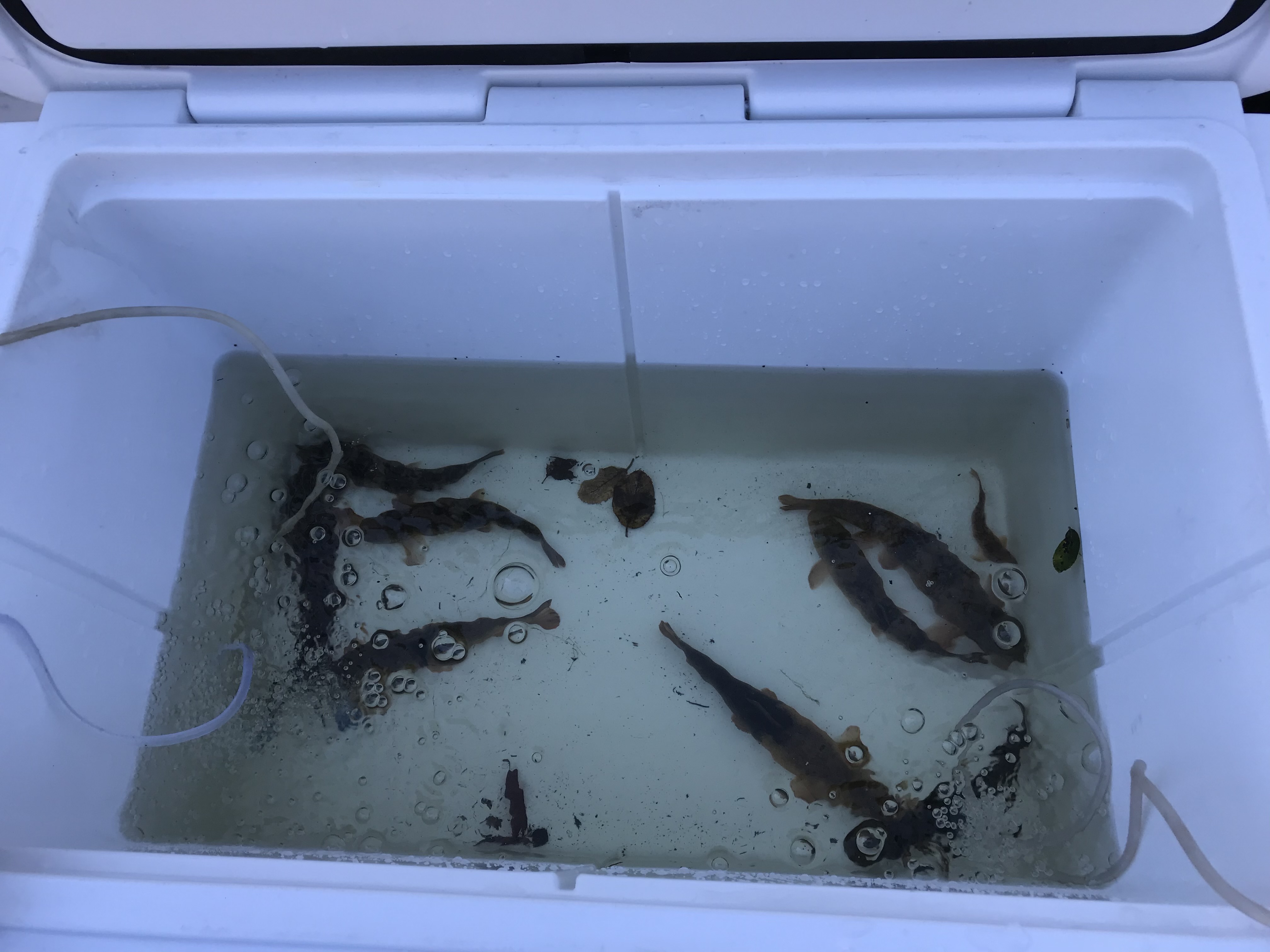 Santa Ana Suckers in a cooler with aerators in the water.