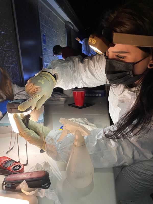 researcher looking at bat under lights