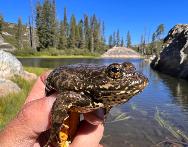 Upclose of frog in hand lake in background.