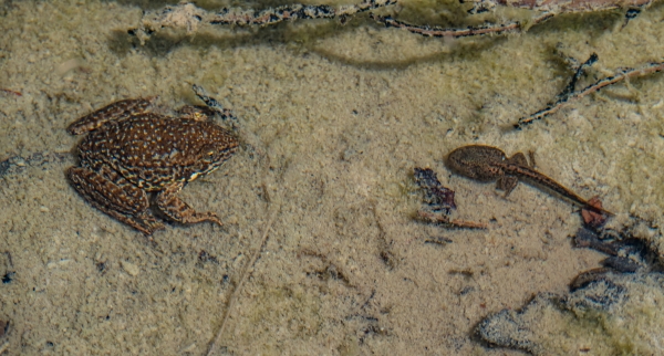 Adult frog and tadpole underwater.