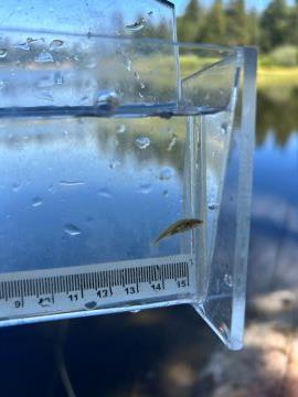 tiny fish in clear container