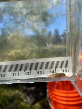 tiny fish in clear container