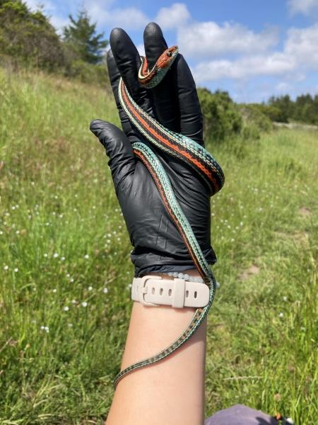 Striped snake in gloved hand outdoors.