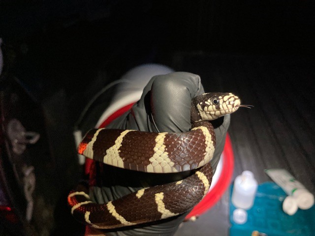 Closeup of black and white striped snake in gloved hand at night