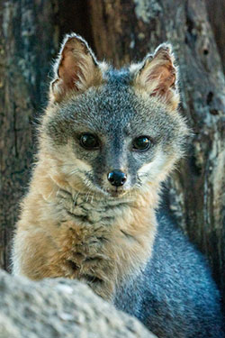 Close up of a young, healthy looking gray fox after rehab efforts