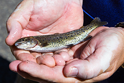 fingerling trout in a man's hands