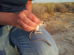 Scientist Abigail Gwinn holding a short-nosed kangaroo rat caught for the Lokern Ecological Reserve monitoring project