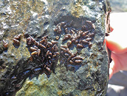 Image of New Zealand mudsnails found at the Lower Feather River