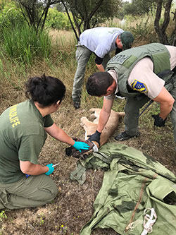 Three scientist sedated a mountain lion to attach a radio collar - click to enlarge in new window