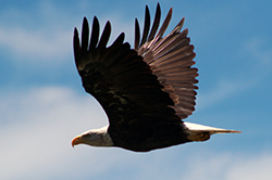 bald eagle in flight, wings stretched above body