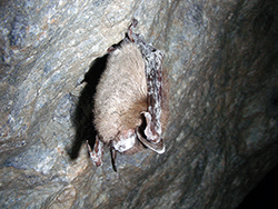 a little brown bat with white fungus on nose hangs upside-down in a cave
