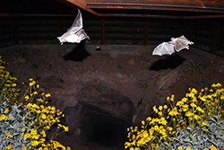 At night, two bats fly low over yellow flowers