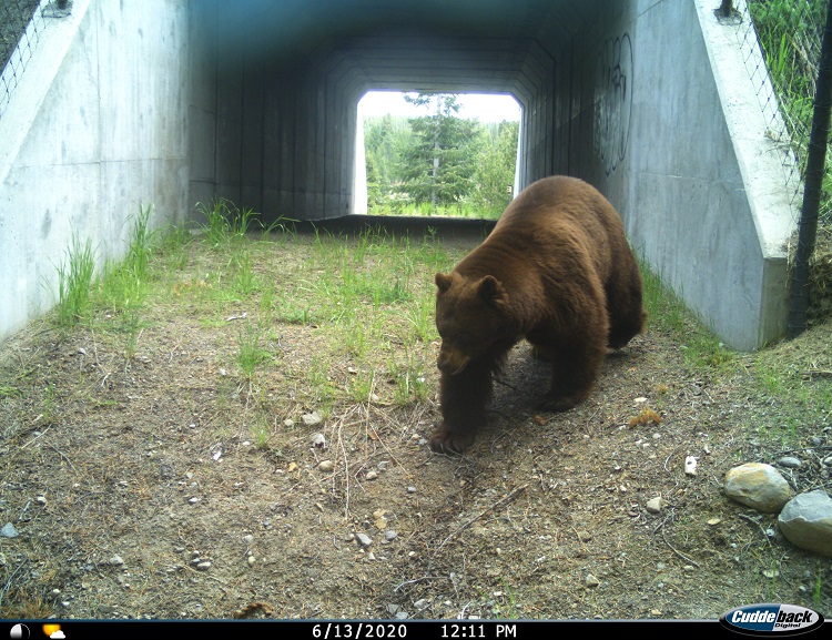 black bear emerging from rectangular undercrossing