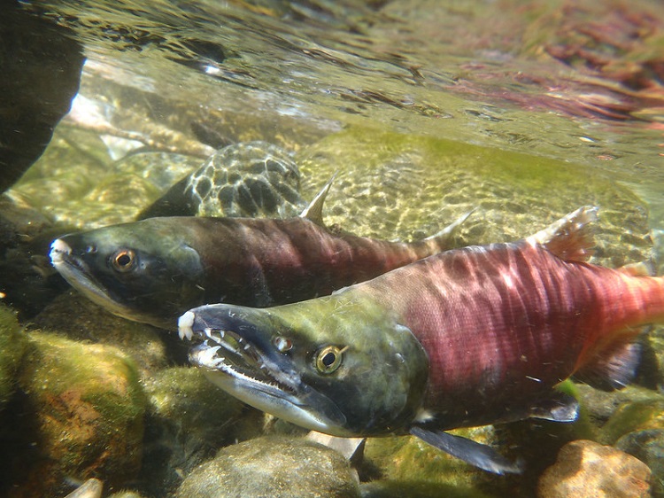 underwater shot of two fish with green heads and red bodies swimming in a river