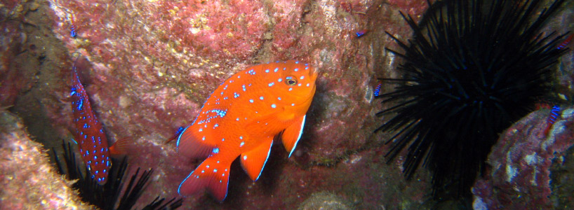 orange fish and black sea urchin
