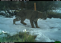 bobcat in the snow with brush - click to enlarge in new window