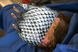 silvery tilapia skin on the bottom of a bear's paw