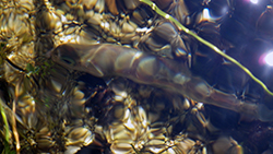 a California golden trout in a creek