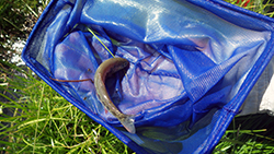 a California golden trout in a blue net
