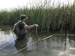 Carrothers standing in the water in Merced County assessing habitat for signs of invasive nutria