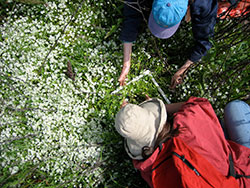 two scientist making a grid with pvc pipe to count meadowfoam plants for a survey