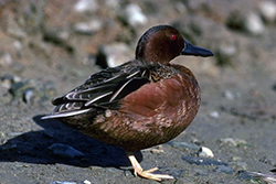 duck with brown head and body, black back and beak, and red eyes