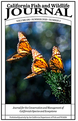 two orange and black monarch butterflies