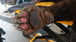 bottom of a bear paw that is burned from wildfires