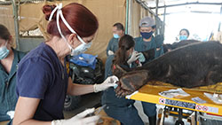 veterinarian applying talapia skin on the bottom of burned bear paw