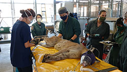veterinarian team working on a mountain lion burned in fires in the lab