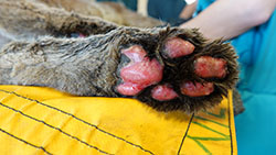 burned paw of a mountain lion