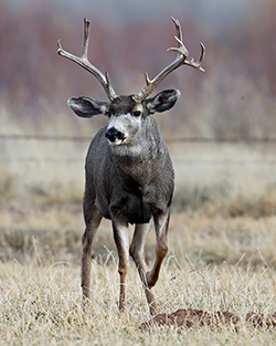 Mule deer buck in a dry meadow