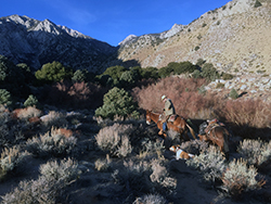 A man on a horse with a mule in tow, climbing rugged, mountainous, dry scrub-covered terrain