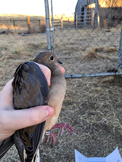 A brown and gray dove with a silver band on its leg is held outdoors in a woman's hand