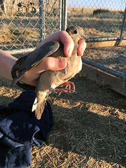 light brown mourning dove held humanely in someone's hand