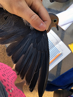 a woman's hand spreads a mourning dove's wing above a notebook