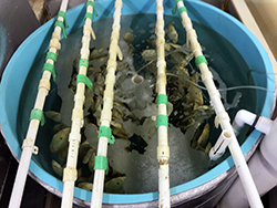 suspended clam shells hang in plastic laboratory tanks