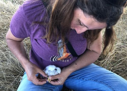 Carrie Battistone, Banding an American Kestrel chick as part of a nest box monitoring study