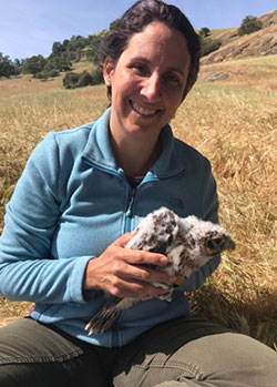 Battistone holding a Red-tailed Hawk trapped and banded at the Golden Gate Raptor Observatory