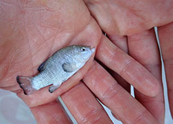 small silver fish in the palm of a persons hand