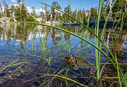 Sierra Nevada yellow-legged frog sits among the reeds in its high mountain lake environments with trees and blue sky in the background