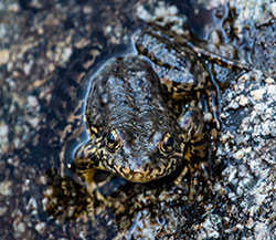 close up look of a Sierra Nevada yellow legged frog, which blends in well into its native, high mountain lake habitat. The frog is on a dark rock partially in a lake