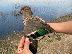 grayish-brown duck with black and green wing feathers