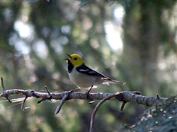 small gray bird with black beak, wings and chest, yellow head with mouth open in a tree with branches and leaves