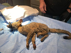 Anesthetized fox with burned paws lying on an exam table, with burned paws showing