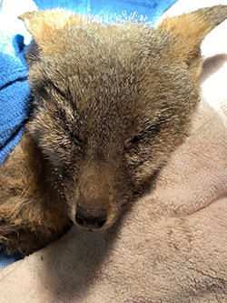 Close up of a young gray fox with singed fur and whiskers, being held by a person